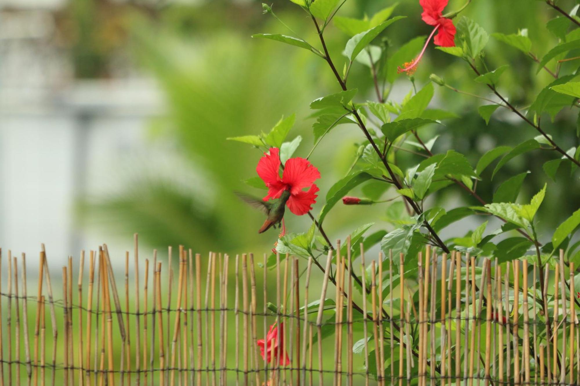 Casa Luce Bed & Breakfast Puerto Viejo de Talamanca Екстериор снимка